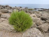 Dittrichia viscosa in 9월 2018 by wojtest · iNaturalist Dittrichia viscosa