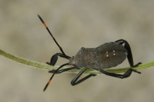 장수허리노린재 from 대한민국 강원도 홍천군 서면 개야리 112 on 2010년 07월 16일 (금) at 10:19 오전 by Taewoo Kim... 