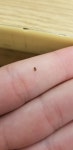 새실젖거미아목 from Mann Hall, 2501 Stinson Dr, Raleigh, NC... by kamitch2 · iNaturalist 새실젖거미아목 (Suborder Araneomorphae)
