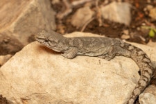 Woodworthia in 2월 2024 by Euan Brook · iNaturalist Genus Woodworthia