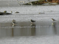 댕기물떼새 from Gemeinde Kirchdorf am Inn, Österreich on 2024년 02월 08일 (목) at 03:12 오후 by mondaychild · iNaturalist... 