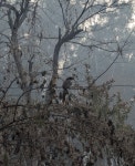 Ocyceros birostris from Chandigarh, 160004, India on 2024년 02월 12일 (월) at 08:52 오전 by Lokesh S · iNaturalist Ocyceros... 