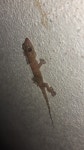 Hemidactylus mabouia from H3503, Chaco, Argentina on 2024년 02월 12일 (월) at 08:03 오후 by Gerónimo Sergio Sampaolesi... 