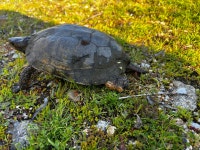 Actinemys marmorata from Point Reyes National Seashore, Olema, CA, US on 2024년 02월 12일 (월) at 03:42 오후 by Matt Lau... 