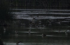 목도리도요 from Agamon Hula on 2019년 04월 18일 (목) at 06:42 오전 by Xavier. Nearly every bird in the photos, aside from the... 