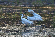 쇠백로 from Sala Klang, Bang Kruai District, Nonthaburi 11130, Thailand on 2019년 03월 24일 (일) by Kittipong Chaisiri... 