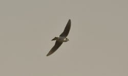Tachycineta thalassina from Villa Victoria, Méx., México on 2019년 04월 10일 (수) at 07:40 오후 by Luis Correa... 