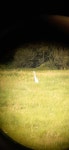 중대백로 from 05-504 Łoś, Polska on 2022년 08월 09일 (화) by Gustlik · iNaturalist 중대백로 (Ardea alba)