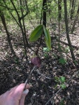 Asimina triloba from 2201 Robins Way, Festus, MO, US on 2019년 04월 20일 (토) at 02:21 오후 by grassguy · iNaturalist Asimina... 