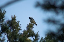 진박새 from Châtillon-en-Diois, 26410 Châtillon-en-Diois, France on 2024년 02월 18일 (일) at 09:17 오전 by Malgoire Pavel... 