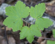 Ribes spicatum from г. Ревда, Свердловская обл., Россия on 2023년 07월 13일 (목) at 02:31 오후 by... 