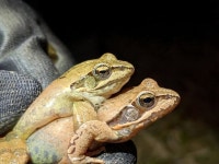 Rana dalmatina from Čakovec Hrvatska on 2024년 02월 23일 (금) at 09:20 오후 by Monika Cindrić · iNaturalist Rana dalmatina