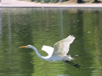 중대백로 from Bosque de Chapultepec II Secc, 11100 Ciudad de México, CDMX, México on 2024년 02월 25일 (일) at 12:44 오후 by... 