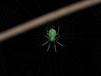 Araneus viridisomus from 6JFG+3WM, Dadadahalli, Karnataka 570008, India on 2023년 12월 31일 (일) at 08:36 오후 by abhi jith... 