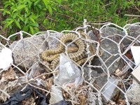 누룩뱀 from 대한민국 경기도 평택시 월곡동 산64-5 on 2019년 04월 23일 (화) at 11:14 오전 by Taewoo Kim · iNaturalist 누룩뱀... 