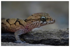 Cyrtodactylus nebulosus from Bonaigarh, Odisha 770038, India on 2023년 11월 02일 (목) at 10:06 오전 by Subham Kumar Rout... 