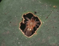 Cheiracanthium from 6JFG+3WM, Dadadahalli, Karnataka 570008, India on 2024년 01월 13일 (토) at 10:29 오후 by abhi jith... 