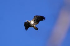 흰머리수리 from Weston, MA 02493, USA on 2024년 03월 17일... Jeff Letourneau · iNaturalist 흰머리수리 (Haliaeetus leucocephalus)
