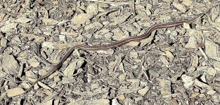 Thamnophis ordinoides from Salem, Oregón 97302, EE. UU. on 2024년 03월 17일 (일) at 03:32 오후 by Michelle Hernandez... 