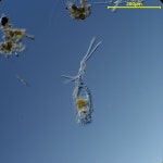 Trichotria pocillum from 中国济南市历下区孟家庄水库 邮政编码: 250014 on 2024년 03월 19일 (화) at 11:21 오후 by Shuo Li... 