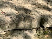 Regina septemvittata from Hueston Woods State Park, College Corner, OH, US on 2023년 09월 14일 (목) at 02:30 오후 by Stevie... 