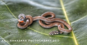 Solapur, Maharashtra 413007, India on 2017년 11월 09일 (목) at 02:39 오후 by Anil Kanaskar · iNaturalist Calliophis melanurus