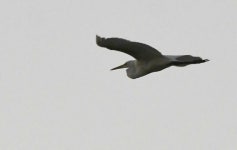 중대백로 from Okefenokee NWR; Charlton County, GA, USA on 2023년 04월 17일 (월) at 08:00 오후 by William Wise. Dusk flyover... 