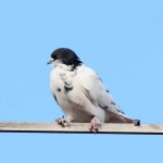 집비둘기 from Краснодар, Краснодарский край, Россия, 350062 on 2024년 03월 30일 (토) at 06:18... 