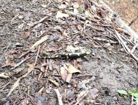 Salamandra salamandra from PV8H+G5 Wandergebiet Hohenwaldeck, 83727 Schliersee, Deutschland on 2024년 03월 18일 (월) at 10:40... 
