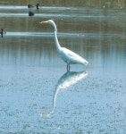 중대백로 from Laguna de San Juan Hueyapan, 43746 San Juan Hueyapan, Hgo., México on 2024년 03월 30일 (토) at 01:11 오후 by... 