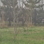 Picus viridis from Краснодар, Краснодарский край, Россия, 350061 on 2024년 04월 03일 (수) at 01... 