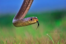 Ptyas mucosa from 33/2, Vidya Nagar Shelgi, Kumar Swamy Nagar, Solapur, Maharashtra 413002, India on 2024년 04월 05일 (금) by... 