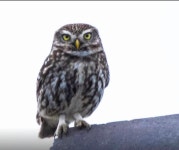 금눈쇠올빼미 in 4월 2024 by keith mills · iNaturalist 금눈쇠올빼미 (Athene noctua)