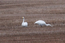 큰고니 from Sagmoen, Norge on 2024년 04월 08일 (월) at 06:29 오후 by geirande · iNaturalist 큰고니 (Cygnus cygnus)