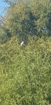 쇠백로 from 1 The River Club,, Observatory, Cape Town, 7925, South Africa on 2019년 04월 28일 (일) at 12:43 오후 by Bianca... 