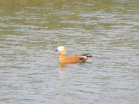 황오리 from Bruck/Aschach Eckartsroith, 4720, Österreich on... 03:40 오후 by mondaychild · iNaturalist 황오리 (Tadorna ferruginea)