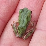 청개구리 from Nam-gu, Gwangju, South Korea on 2024년 03월... 10:48 오전 by Rich Trevithick · iNaturalist 청개구리 (Hyla japonica)