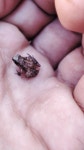 Craugastor occidentalis from 80795 Sin., México on 2024년 04월 18일 (목) at 08:24 오전 by AYON-NRG · iNaturalist Craugastor... 
