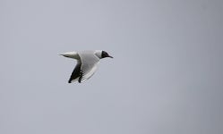 붉은부리갈매기 from Nionohama, Otsu, Shiga 520-0801, Japão... iNaturalist 붉은부리갈매기 (Chroicocephalus ridibundus)