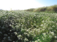 물냉이 from 11574–12908 Willms Rd, Oakdale, CA, US on 2019년 04월 28일 (일) at 07:25 오전 by CeCe (Concetta) Hurst-Hart... 