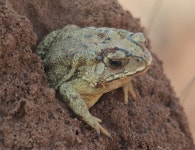 아시아검은안경두꺼비 from Miraj, Maharashtra 416410, India... iNaturalist 아시아검은안경두꺼비 (Duttaphrynus melanostictus)