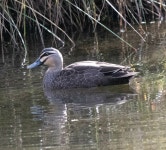 Anas superciliosa from Huntingfield TAS 7055, Australia on 2024년 05월 01일 (수) at 11:32 오전 by Peter Crofts · iNaturalist... 