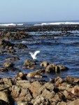 쇠백로 from Bettys Bay, 7141, South Africa on 2024년 04월 29일 (월) at 11:22 오전 by Jeandre Hofmeester · iNaturalist... 