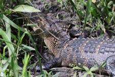 미시시피악어 from Dougherty County, GA, USA on 2024년 04월... Wes Hatch · iNaturalist 미시시피악어 (Alligator mississippiensis)