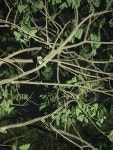 Athene brama from 9F22+6H, Nehru Zoological Park, Kishan Bagh, Hyderabad, Telangana 500064, India on 2024년 04월 29일 (월) at 10... 