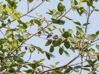 Gracupica contra from Mahim Nature Park, Dharavi, Mumbai, Maharashtra 400017, India on 2024년 04월 27일 (토) at 10:09 오전 by... 