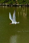 붉은부리큰제비갈매기 from Barrie, ON, Canada on 2024년 05월... Dale · iNaturalist 붉은부리큰제비갈매기 (Hydroprogne caspia)
