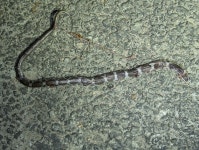 Lycodon aulicus from 28-639, Jawahar Nagar, Balaji Nagar, Hyderabad, Secunderabad, Telangana 500087, India on 2024년 05월 08일... 