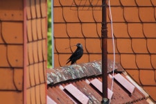 서양갈까마귀 from 44 Herne, Germany on 2024년 05월 11일 (토) by Joshua Huster · iNaturalist 서양갈까마귀 (Corvus monedula)