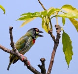 Psilopogon haemacephalus from H84P+2XQ, Maidan, Fort William, Hastings, Kolkata, West Bengal 700021, India on 2024년 05월 11일... 